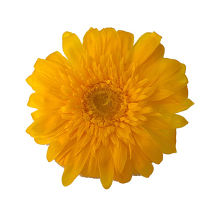 Margaritas naturales de color africano, <span class=keywords><strong>Gerbera</strong></span>, <span class=keywords><strong>jamesonii</strong></span>, bolo, flor de sol decorativa, flor de Margarita preservada - Product Image 4
