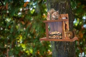 Durable Bamboo Wood Pet Feeder Fácil instalação automática esquilo alimentador para pequenos animais gatos forma retangular para alimentos água - Product Image 3