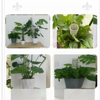 Offre Spéciale – Support de Façonnage pour Plantes Grimpantes 14*5CM, Poteau en Mousse Empilable, Revêtement Plastique Écologique, pour Vigne de Sphagnum
