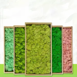 녹색 벽 이끼 장식 사용자 정의 극 녹색 식물 이끼 모양 보존 된 이끼 사무실 장식 테라리움 용품