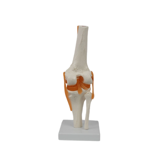 Hoogwaardig medisch anatomisch <span class=keywords><strong>model</strong></span> van een kniegewricht op ware grootte, van <span class=keywords><strong>PVC</strong></span>-materiaal, voor verpleegkundige onderwijs. - Product Image 6