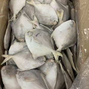 موسم جديد مجمد ذهبية سمك بمفريت سمك بومبانو بسعر - Product Image 6