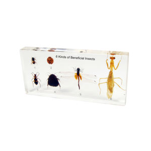 Gelsonlab HSBS-051 Acrílico Representantes de Artrópodes Espécime incorporado espécimes biológicos - Product Image 2