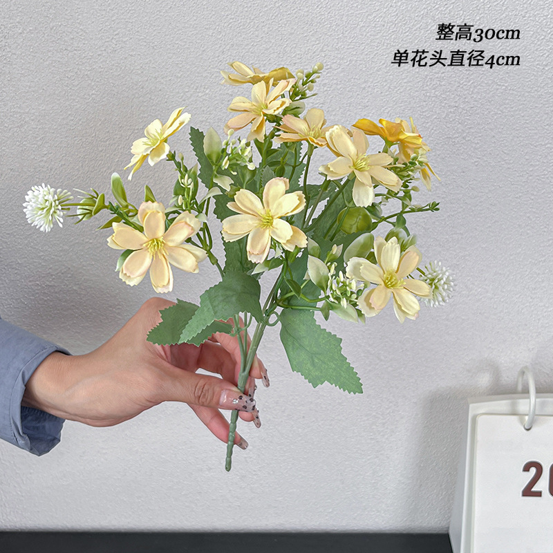 Echeveria mariposa amarilla, tallo único.