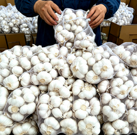 Ail Blanc Frais en Gros à Prix Compétitif, Légume Frais du Shandong, Chine, pour l'Exportation en Gros