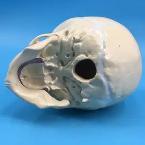 인간 태아 두개골 해부학 모델 아기 두개골 모델 - Product Image 5