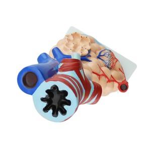 Modèle de structure alvéolaire magnifiée ; aide pédagogique pour l'enseignement de l'anatomie du système respiratoire chez l'étudiant en médecine ; organe humain - Product Image 5