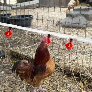 Bebederos Automáticos para Aves de Corral - Paquete de 6 Bebederos para Pollos y 6 Conectores en T de PVC para Bebederos de Pollos PH-20 - Product Image 5