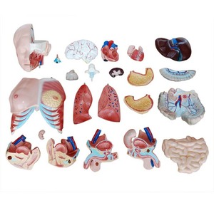 85Cm Geavanceerde Anatomische Biologiemodellen 23 Deel Menselijke Anatomie Torso Model Voor Onderwijs & Opleiding Demonstratie - Product Image 6