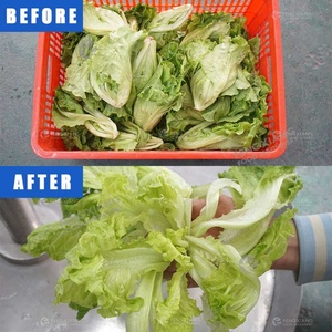 Machine à laver les feuilles de laitue WA-1000 avec ozone, bulles d'air et tambour - Product Image 4