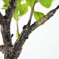 Plante artificielle haut de gamme en pot, type Myrte Roseux, pour décoration intérieure, cadeau de mariage, de pendaison de crémaillère, pour hôtel, maison, salon