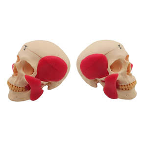 Modelo de Cráneo para Estudio Dental con Músculos, Modelo de Demostración Educativa - Product Image 6