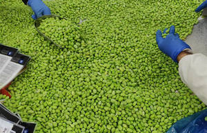 Sain Edamame Congelado Vainas de Edamame Congeladas en vrac pour les grossistes Edamame Verduras Congeladas - Product Image 2