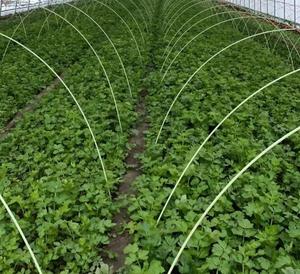 Support de serre en FRP, arche en barres rondes, pour tunnel de culture de fraises et légumes, anti-corrosion, léger, haute résistance, durable - Product Image 5