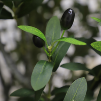 Arbres artificiels détachables de 0,9 m à 2,4 m, oliviers, plantes de simulation, verdure artificielle, pour jardin et décoration intérieure