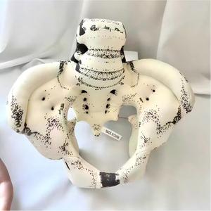 Modèle d'anatomie pelvienne en tissu souple, modèle d'os pelvien humain recouvert de tissu pour la démonstration pédagogique en obstétrique - Product Image 3