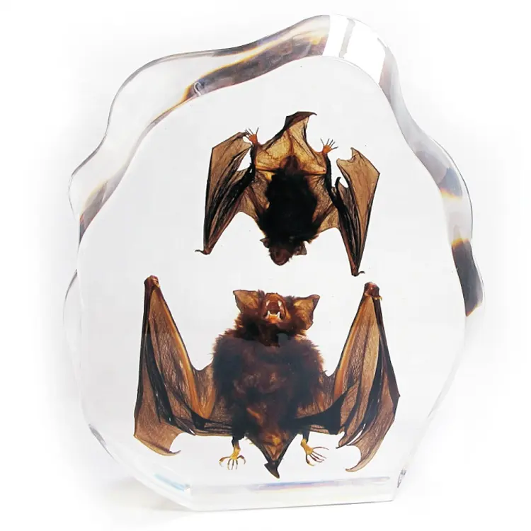 Scared Halloween Holiday House Decorative Real Bats Embedded In Poly Resin Decoration