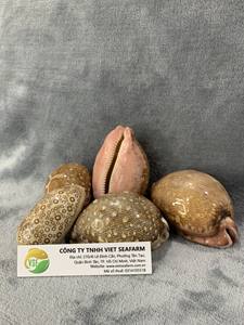 Conchas marinas orgánicas pulidas superventas vietnamitas para decoración del hogar estilo de imitación antiguo recuerdo de alto estándar exportación caliente - Product Image 3