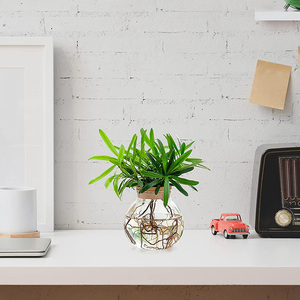 Station de propagation de plantes en verre avec support et couvercle en bois pour la culture hydroponique – NOUVEAU - Product Image 2