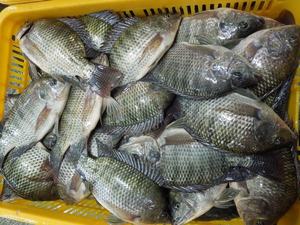 Poisson Tilapia Congelé, Poisson Tilapia Noir, Poisson Tilapia Vivant à Vendre, Fruits <span class=keywords><strong>de</strong></span> Mer Tilapia Congelés - Product Image 2