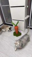 Structure d'escalade pour chat durable et écologique en corde de chanvre avec coque en plastique, jouet d'exercice, griffoir vertical, pour intérieur et extérieur, toutes occasions