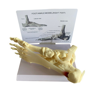 Modèle d'anatomie du pied et de la cheville humains avec ligaments et tendons pour l'enseignement médical - Product Image 5