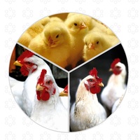Enzymes composées d'alimentation spécialement pour les enzymes d'alimentation des poulets de chair Enzymes complexes d'alimentation de volaille