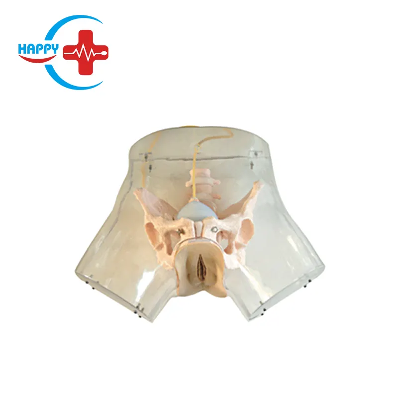 HC-S323 Medical Model Advanced Transparent curettageモデル、人工流産の教育モデル