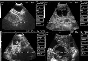 Ecógrafo Veterinario KX-5000, <span class=keywords><strong>Precio</strong></span> Económico, Máquina <span class=keywords><strong>de</strong></span> Ultrasonido Veterinario Portátil Completamente Digital - Product Image 5