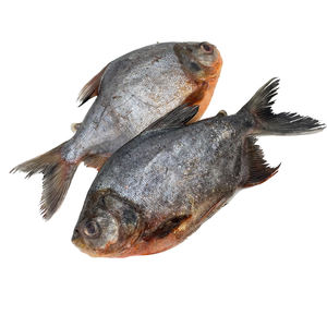 快速发货 冷冻红斑马鱼 10公斤 300-500克 500-800克 红斑马鱼 供非洲市场，价格有竞争力，货源稳定 - Product Image 2