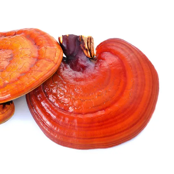 थोक प्राकृतिक हर्बल निकालने 100% शुद्ध reishi मशरूम पाउडर स्पष्ट अर्थ ganoderma निकालने 10:1 ganoderma lucidum निकालने पाउडर