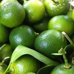 Calamansi แห้งจากเวียดนามนัม - Product Image 2