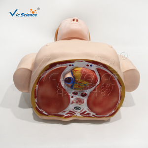 Mannequin <span class=keywords><strong>de</strong></span> formation RCP demi-corps en PVC taille réelle, section transversale intercostale 6e niveau, pour l'enseignement médical CE ISO ROHS CNAS - Product Image 3
