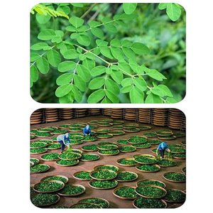 Sachets de thé aux feuilles de Moringa naturelles brutes, faibles quantités minimales de commande, directement de l'usine, pour la minceur, la détoxification et le bien-être, en vrac, en sachets ou en boîtes - Product Image 2
