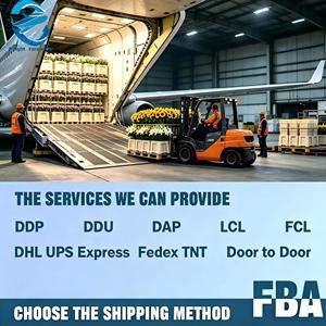 Transporte Aéreo de Flores Frescas en Cadena de Frío, de Kunming, China a AKL, <span class=keywords><strong>Nueva</strong></span> <span class=keywords><strong>Zelanda</strong></span>, Llegada Rápida en 48H, Servicio Profesional al <span class=keywords><strong>Aeropuerto</strong></span> - Product Image 6