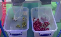Trieuse optique à bande mini optique chinoise pour l'oignon séché, les fruits frais, le kumquat, le café, la cerise, machine de tri de couleur