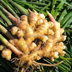 2025 Taze Zencefil Mahsülü Ucuz Fiyat Ton Başına 150 250g İhracat İçin Genç Kurutulmuş Zencefil - Product Image 5