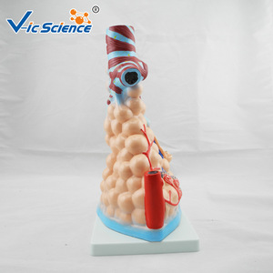 Modèle de structure alvéolaire magnifiée ; aide pédagogique pour l'enseignement de l'anatomie du système respiratoire chez l'étudiant en médecine ; organe humain - Product Image 3