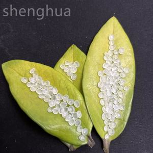 Polipropileno PP Gránulos Virgen PP Plástico Materia prima Resina PP - Product Image 1