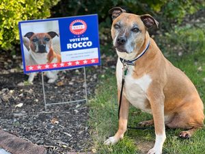 Double Sided Waterproof Customized-Yard-<strong>Signs</strong>-18x24-with-H for Beware of Pet &amp; <strong>Keep</strong> <strong>Off</strong> <strong>the</strong> <strong>Grass</strong> - Product Image 1
