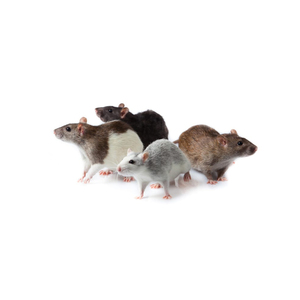 Alimento Deshidratado para Ratas, Estándar de Exportación para Serpientes, Lagartos y Aves Depredadoras - Product Image 1