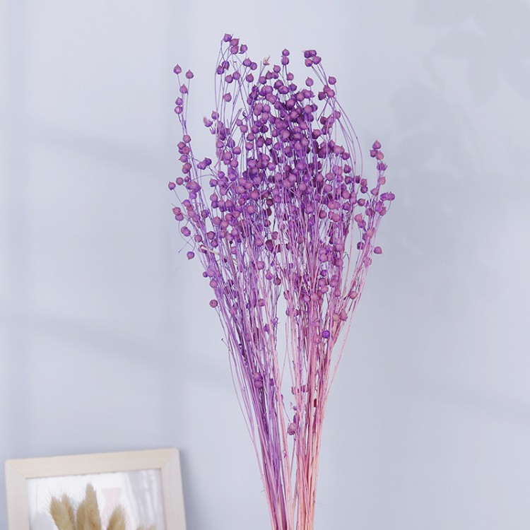 Pourpre