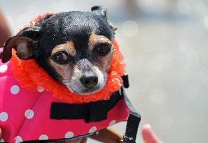 Giubbotto di salvataggio per cani professionale con Design stampato a righe Oxford Ripstop e stile riflettente regolabile ad alta galleggiabilità giubbotto di salvataggio estivo per animali domestici - Product Image 6