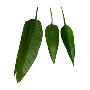 Holesale monstera-plantas artificiales de plástico, hojas de palmera tropical, hojas de plátano para decoración del jardín del hogar - Product Image 1