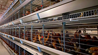 Système de cages automatiques pour poulets reproducteurs de type H JiHua (Nouveau) en acier galvanisé à chaud, garantie 1 an pour les fermes avicoles du Nigéria