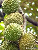 Durian naturel séché poudre pour jus de fruits boisson suppléments gâteau à la crème glacée smoothies biscuits shakes de l'usine BRC Halal