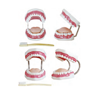 Modello Dentale OEM ODM con Mascella Articolata 32/28 Denti, Modello per Addestramento Odontoiatrico Piccolo e Grande con Spazzolino - Product Image 6