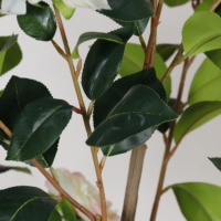 Planta Artificial de Camelia en Maceta de Plástico para Interiores y Exteriores, Decoración de Oficina, Jardín y Hogar, Árboles Artificiales, Plantas Falsas