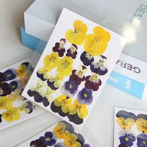 MNR2074 <span class=keywords><strong>Flores</strong></span> de <span class=keywords><strong>Corydalis</strong></span> prensadas secas naturales reales Colores mezclados para collar de bricolaje - Product Image 2