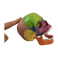 Modèle de crâne miniature coloré en PVC, détachable, 15 pièces, pour l'enseignement médical, esthétique et dentaire, squelette crânien miniature, vente en gros Chine